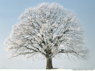 Large tree snow winter time 2 - a large tree free wallpaper