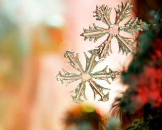 Close up snowflake tree branch 2 - a blurry background of snow free wallpaper