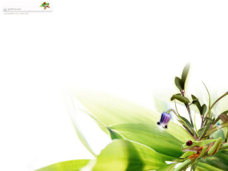 Plant white background blue flower - a blurry image free wallpaper for desktop