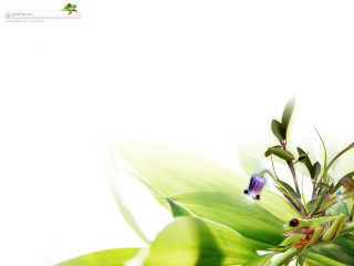 Plant white background blue flower 2 - a blurry image free wallpaper for desktop