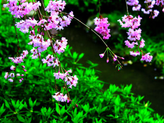 Pink flowers garden green plants - a garden area free wallpaper