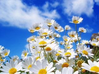 Daisies field blue sky clouds 2 - a house in the distance free wallpaper