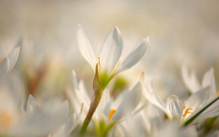 Close up white flowers blurry - anne rigney free wallpaper for desktop