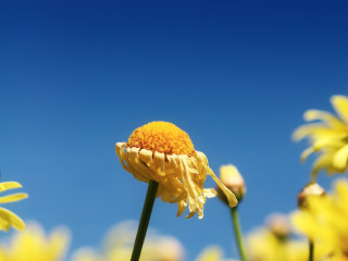 Yellow flower blue sky background 2 - a yellow flower free wallpaper