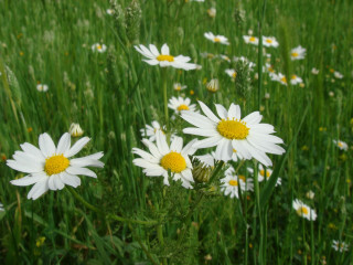 Field white daisies yellow centers 2 - the petal free wallpaper