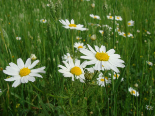 Field white daisies yellow centers 3 - the petal free wallpaper