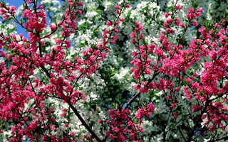 Pink flower tree green leaves 5 - a few cloud free wallpaper for desktop