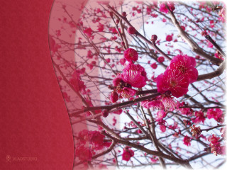 Pink flowers tree red background - the middle of its free wallpaper