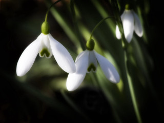 White flowers green stems blurry - the background and a blurry background behind them free wallpaper for desktop