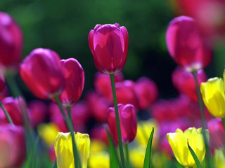Pink yellow tulips green stems 4 - green stem and leaves free wallpaper