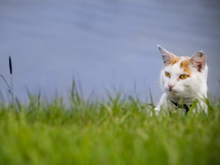 Cat serious grass watching curious - grass free wallpaper