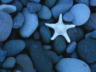 Starfish rocks gravel ocean blue 2 - a starfish free wallpaper for desktop