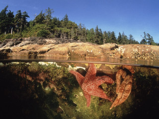 Starfish swimming water rocky shore 2 - a starfish free wallpaper for desktop
