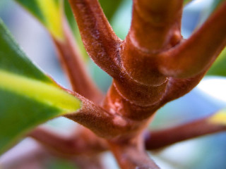 Tree branch green leaves blurry 4 - blue sky in the background free wallpaper