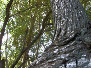 Bird perched tree branch woods 7 - boetius adamsz bolswert free wallpaper for desktop