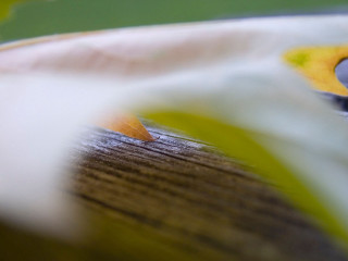 Close up yellow white flower 2 - elizabeth durack free wallpaper