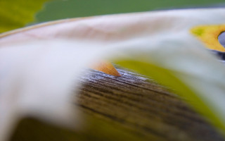 Flower pencil center green leaf - objective abstraction free wallpaper