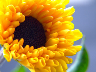 Sunflower blue sky green stem 5 - a sunflower free wallpaper