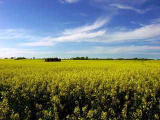 Yellow flowers blue sky clouds 11 - under a blue sky free wallpaper