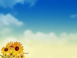 Sunflower field sky clouds sunbeam - a field of sunflowers free wallpaper