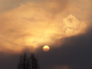 Sunset cloud tree bird flying - atmospheric free wallpaper for desktop