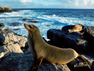 Seal rock ocean nearby looking - a seal free wallpaper