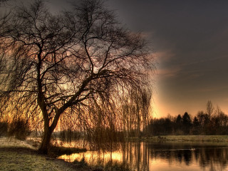 Tree water sunset ducks nature 4 - anton graff free wallpaper for desktop