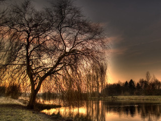 Tree water sunset ducks nature - anton graff free wallpaper for desktop