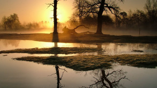 Pond trees sunset fog background 3 - the background and a sun free wallpaper