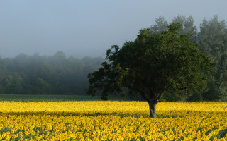 Lone tree sunflowers foggy day 9 - composition free wallpaper