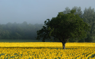 Lone tree sunflowers foggy day 7 - composition free wallpaper