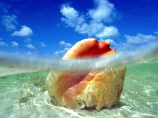 Large shell underwater beach blue 2 - ecological art free wallpaper