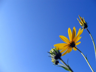 Yellow flowers green planter blue 2 - a couple free wallpaper