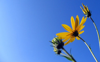 Yellow flower blue sky background 5 - blue sky free wallpaper for desktop