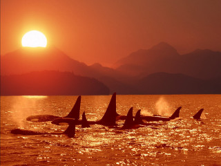 Orca whales swimming ocean sunset 3 - donald roller wilson free wallpaper