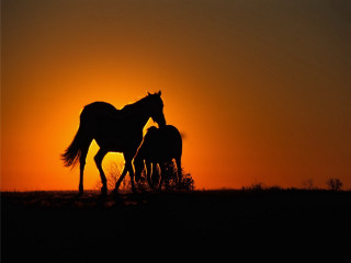 Horses sunset grass field couple 2 - top of a grass free wallpaper for desktop
