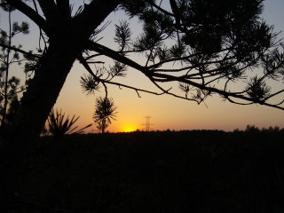 Sunset pine branches field telephone 2 - a sunset free wallpaper