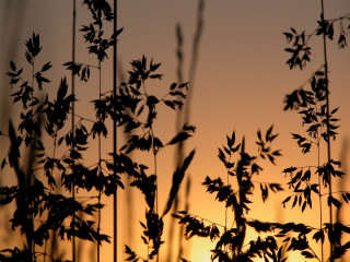 Silhouette plant sunset background leaves - a few leaf free wallpaper for desktop
