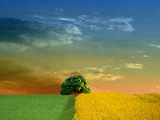 Lone tree yellow flowers cloudy 2 - sky in the background free wallpaper for desktop