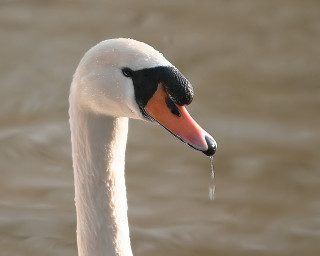 Swan long neck black head 3 - its beak free wallpaper