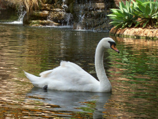 White swan swimming pond waterfall 4 - anne nasmyth free wallpaper for desktop