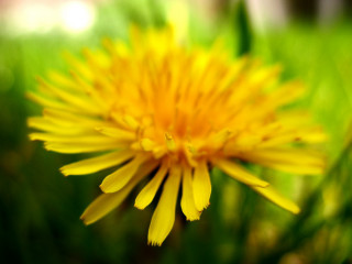 Yellow flower closeup grass blurry - a blurry background of grass and trees free wallpaper for desktop