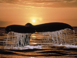 Whale tail sunset ocean background - free beach wallpaper for desktop