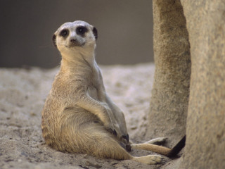 Small meerkat large rock wall - clovis trouille free wallpaper for desktop