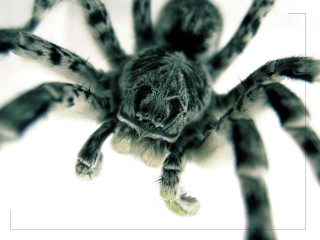 Spider closeup white background black 4 - a close up of a spider free wallpaper for desktop