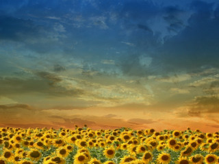 Sunflowers cloudy sunset blue sky - matte painting free wallpaper for desktop