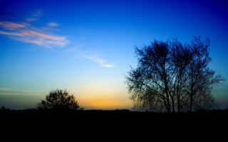 Tree silhouette blue sky sunset - against a blue sky free wallpaper