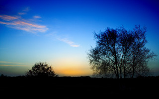 Tree silhouette blue sky sunset 3 - against a blue sky free wallpaper
