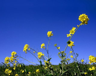 Yellow flower field blue sky 8 - yellow flower free wallpaper