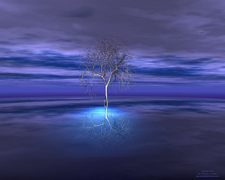 Tree lake night blue sky - reflective free wallpaper